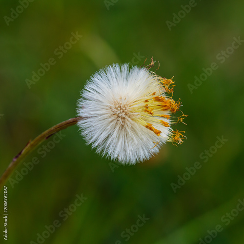 Foto Coltsfoot ( Latin- Tussilago ) is a monotypic genus of early spring flowering pl
