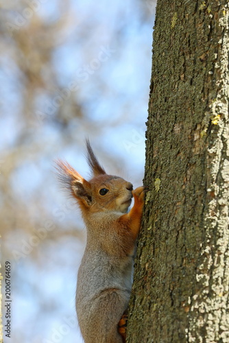 Картината върху платно Small squirrel resting briefly on vertical tree trunk