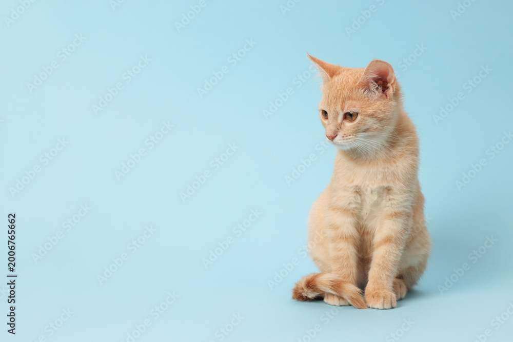 Fototapeta premium Adorable ginger cat on light blue background, space for text