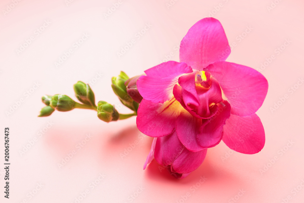 Fototapeta premium Beautiful freesia flowers on pink background, closeup