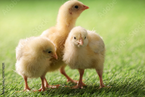 Foto Baby animals. Cute chicks on green grass outdoors