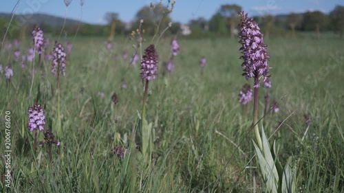 Static shot of Orchis purpurea wild orchids blooming in a spring meadow