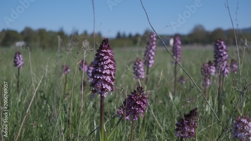 Static shot of Orchis purpurea wild orchids blooming in a spring meadow