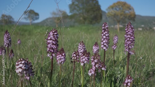 Static shot of Orchis purpurea wild orchids blooming in a spring meadow