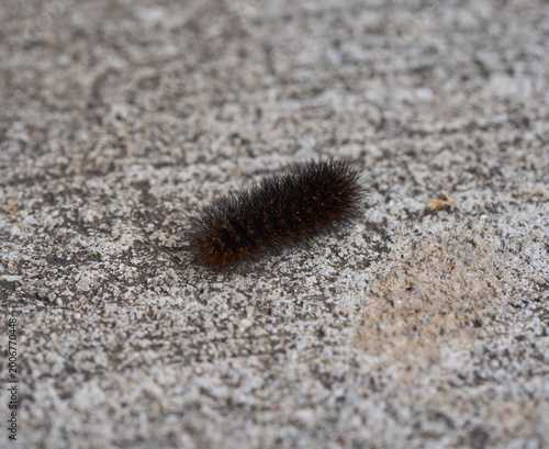 Fotografia A wooly bear caterpillar resting on a concrete surface