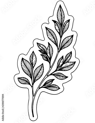 Detailed illustration of a leaf.