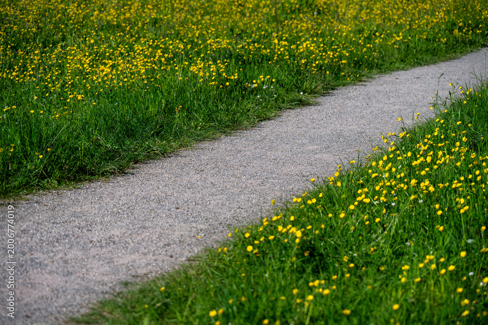 Fototapeta premium Ein schmaler Fußweg führt durch eine satt grüne Wiese