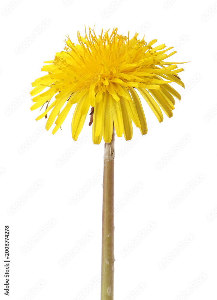 Obraz premium One beautiful dandelion flower isolated on white
