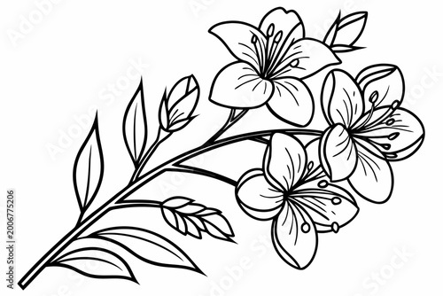 coloring page line art the jasmine flower black vector