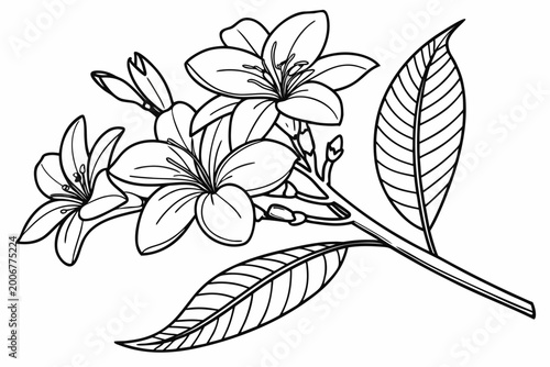 coloring page line art the jasmine flower black vector