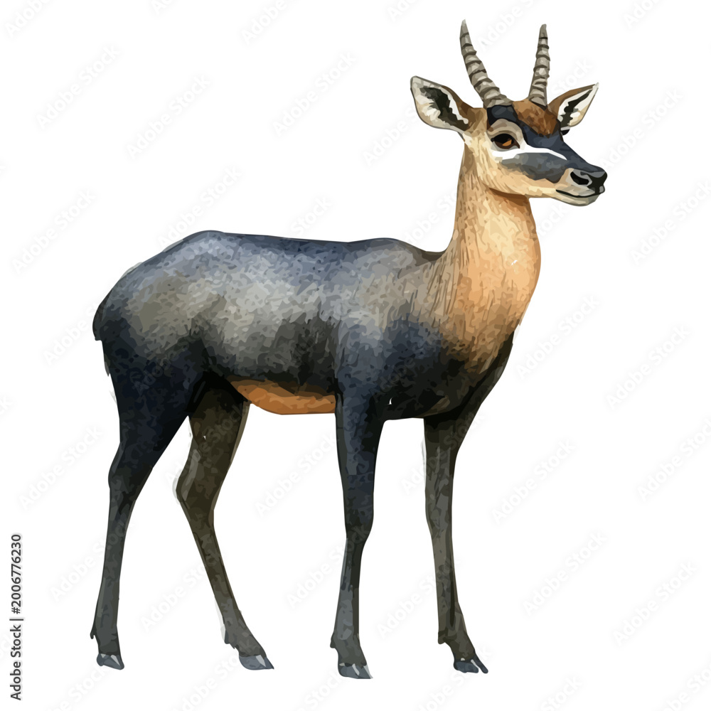 Obraz premium Nilgai, watercolor drawing vector , isolated on a white background.