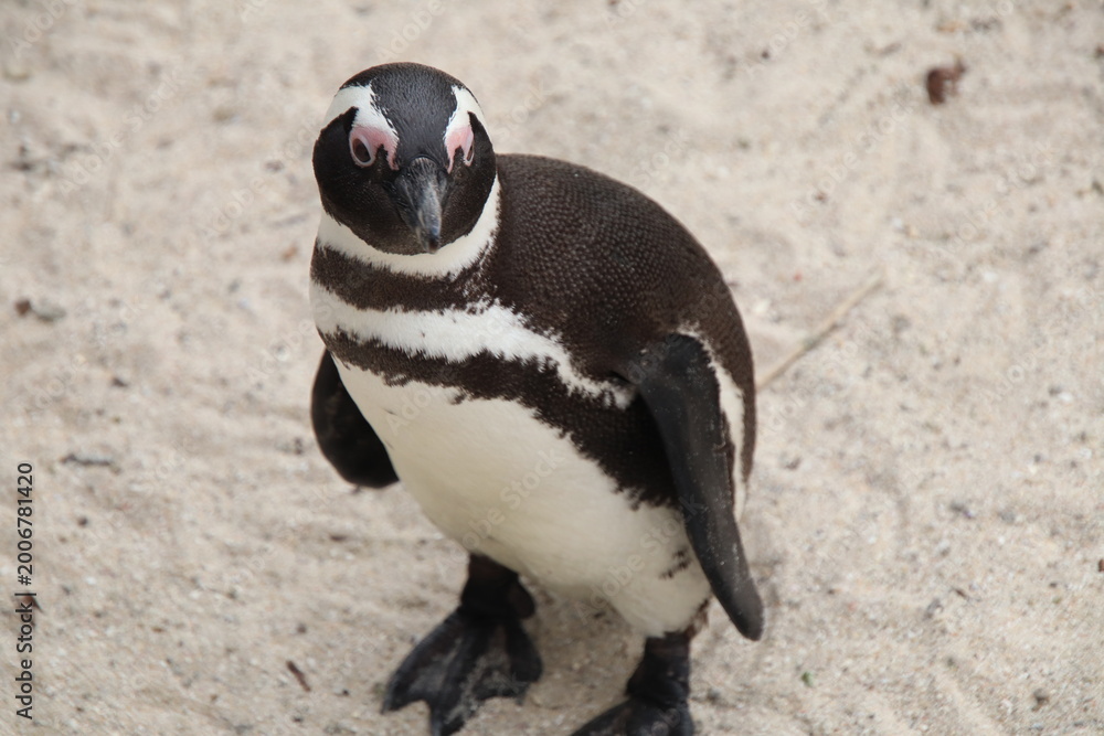 Fototapeta premium Penguin on beach