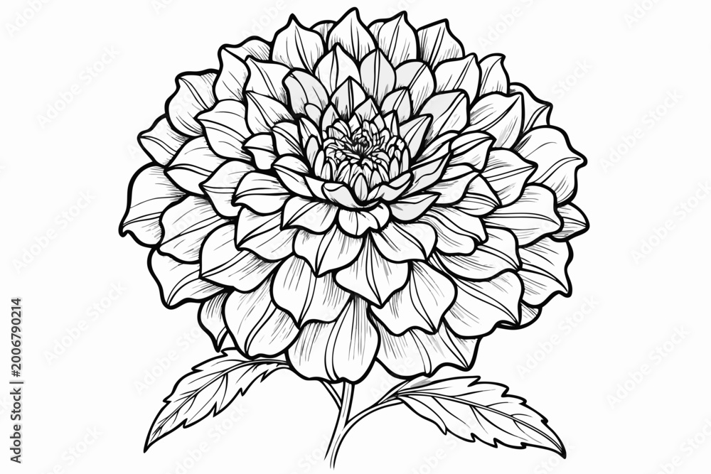 Fototapeta premium coloring page line art the marigold flower black vector