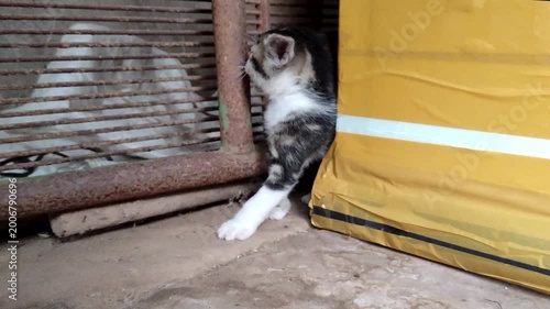 Very skittish kitten found in basement surrounded by junk meows and hides.