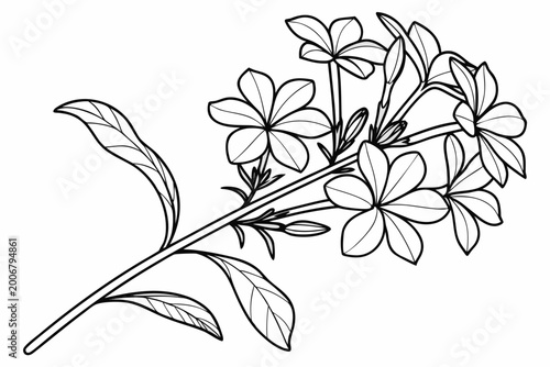 Photos coloring page line art the plumbago flower black vector
