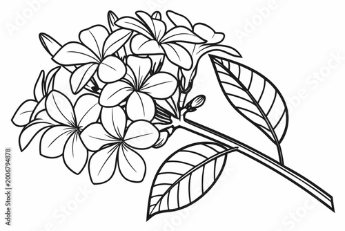 Quadro su tela coloring page line art the plumbago flower black vector