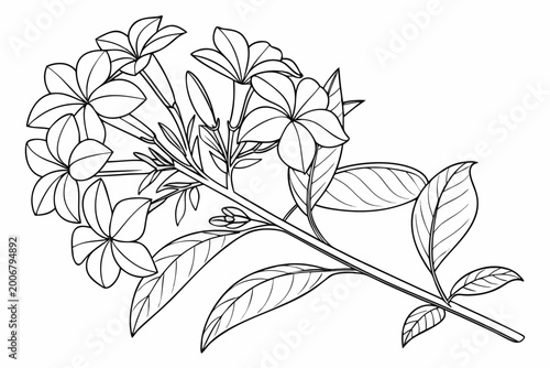 Billede på lærred coloring page line art the plumbago flower black vector