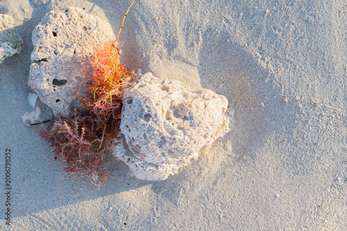 Natural beach background with corals and red seaweed on Varadero shore, Cuba