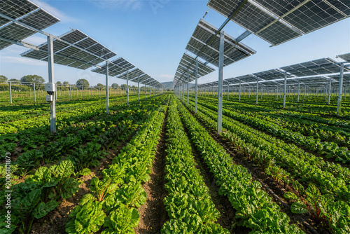 Solar panels raised above green crop rows on a sunny farm showing agrivoltaic agriculture renewable energy production sustainable land use and climate smart food cultivation in open countryside