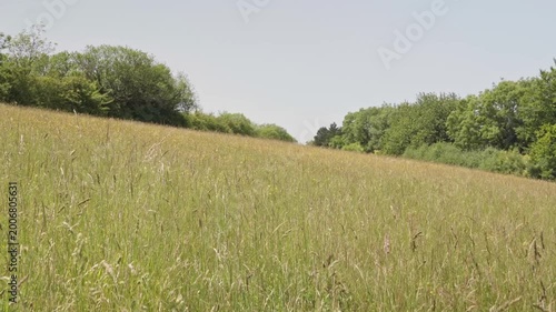 Wide angle view of a lush wildflower meadow with oxeye daisies and hawkweed. Cinematic landscape featuring a sun-drenched field sloping toward a dense treeline under bright afternoon sunlight.