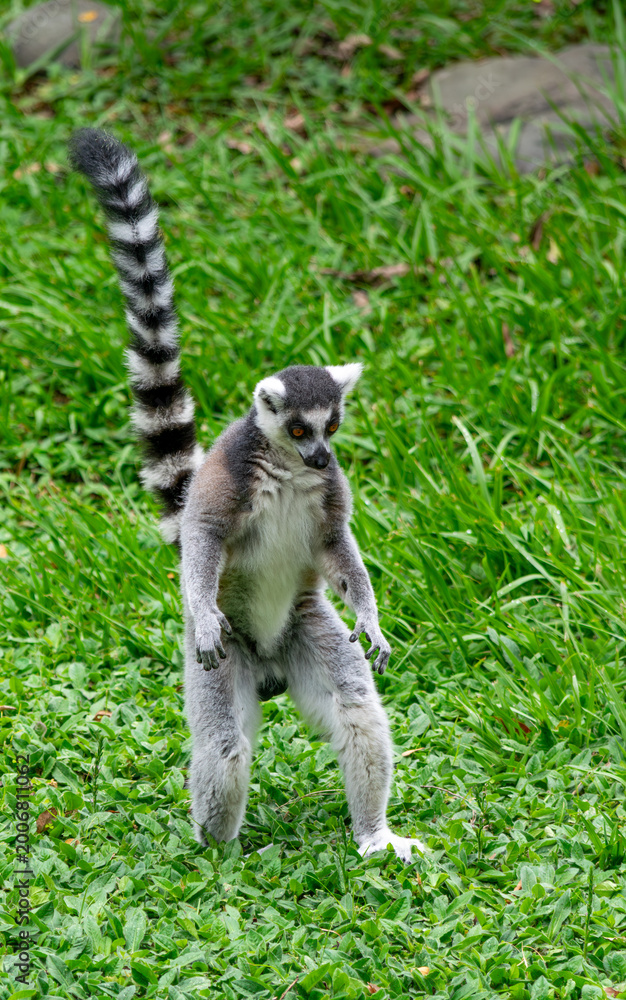 Fototapeta premium Lemur standing upright on green grass