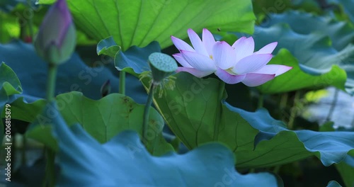 Beautiful pink lotus flower with green leaves in pond