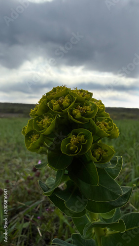 Schilderij op canvas Macro of euphorbia plant growing in field with soft natural background
