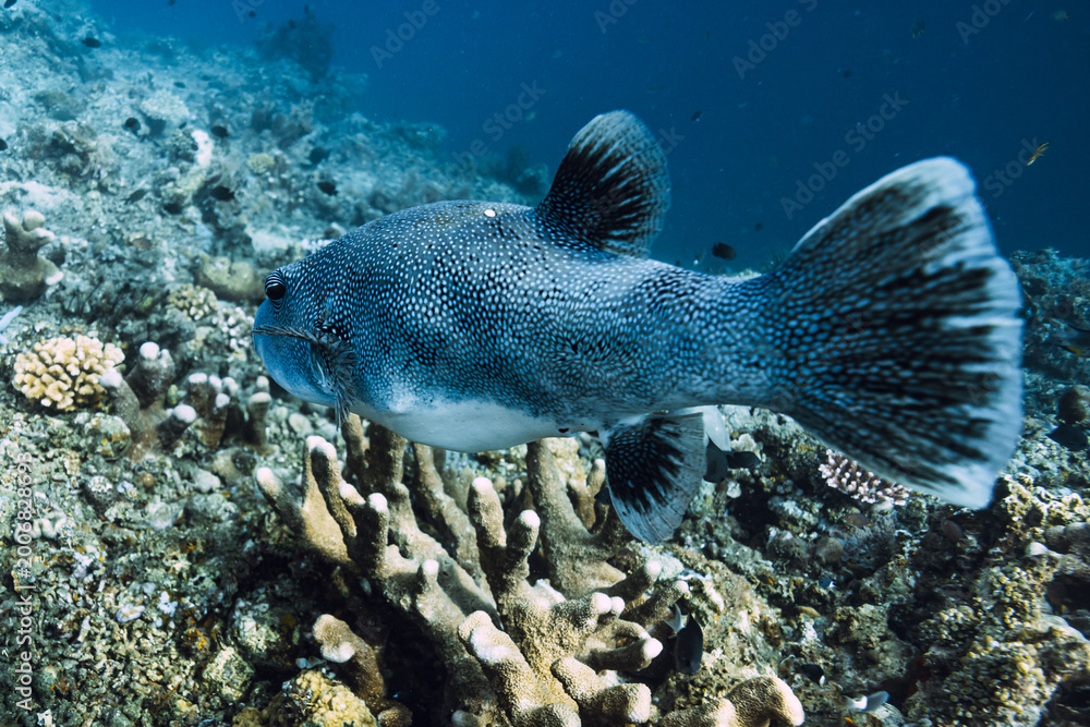 Fototapeta premium Pufferfish close up swimming over coral reef in tropical sea