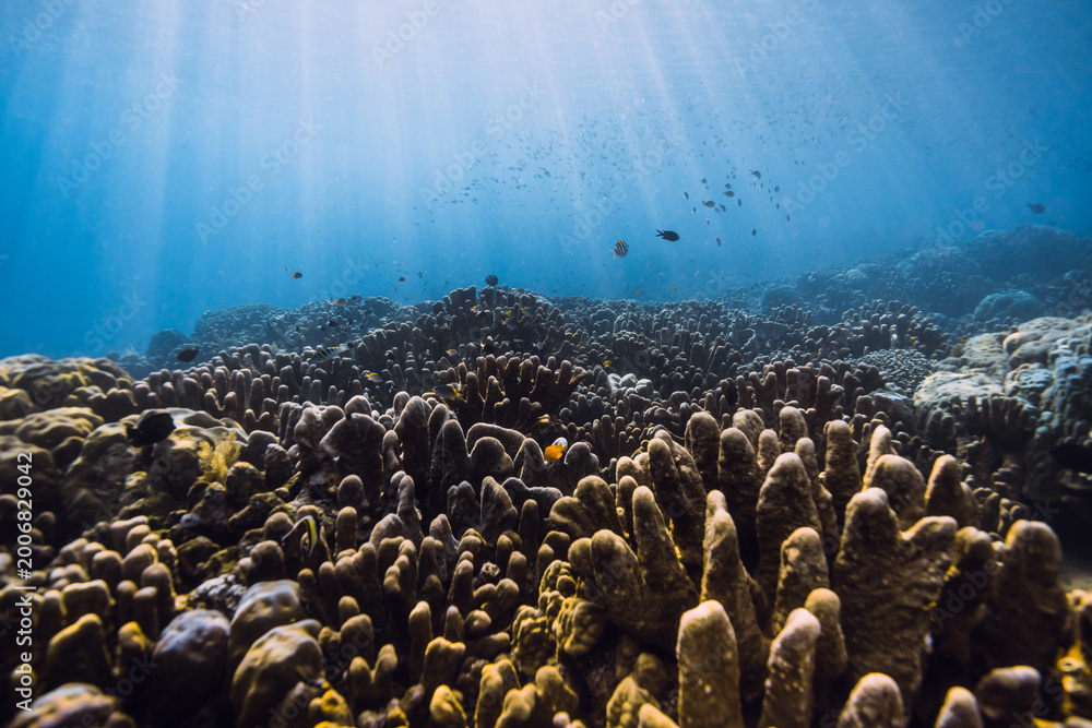 Fototapeta premium Blue sea with amazing living corals and sun rays. Underwater scene