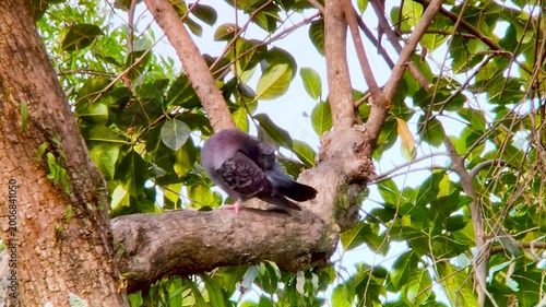 Black bird sitting on tree branch looking around in calm natural outdoor wildlife environment scene