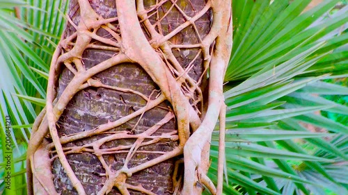 Tree roots spreading across ground creating intricate natural patterns and textures in forest environment