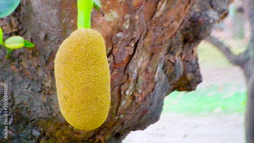 Jackfruit growing on tree trunk showcasing tropical fruit texture agriculture and natural organic food production
