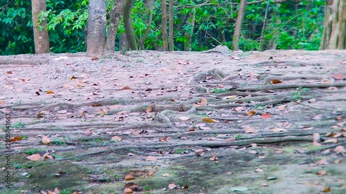 Dry ground with scattered leaves showing seasonal change texture and earthy natural environment landscape outdoors