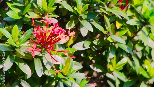 Jungle geranium flower cluster blooming with vibrant red petals among lush green tropical garden foliage
