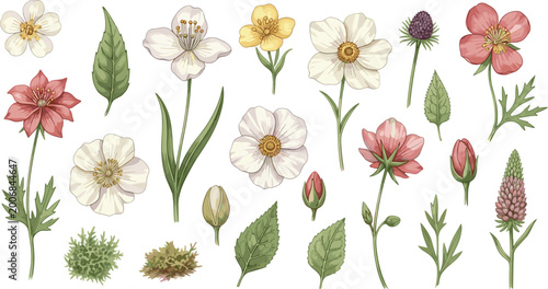 Tablou pe pânză Wildflower Botanical Collection Vector Illustration Featuring Meadow Flowers Lea