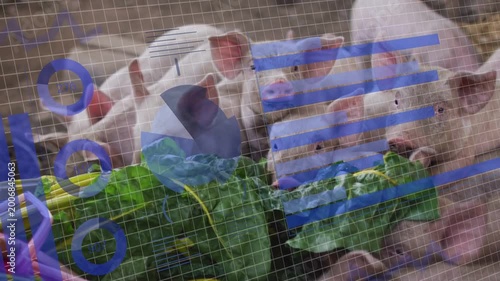 Piglets sniffing and feeding on greens after leaves placement near wire mesh, blue overlays sliding