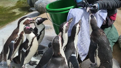 Person feeds penguin at auto part event wearing helmet for personal protection.