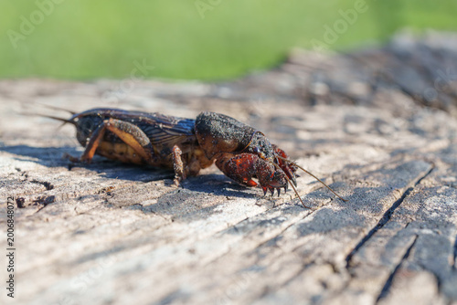 Extreme close up of a mole cricket on cracked wood against a blurred green background