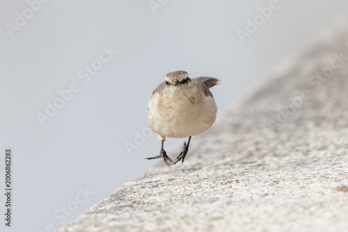 Chalk-browed Mockingbird (Mimus saturninus) walking on a wall.