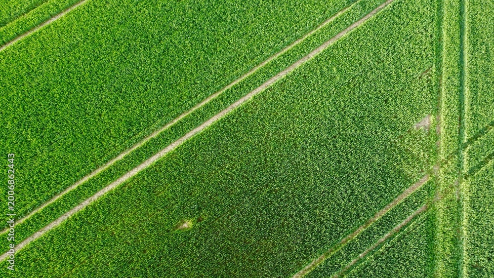 Obraz premium Saftige grüne Fläche von oben – natürliche Wiese in Vogelperspektive als Hintergrund