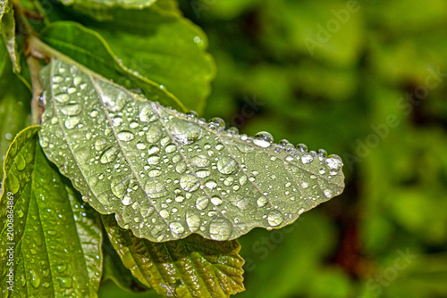 Cuadro en lienzo Central Park in spring, water drops on leaf