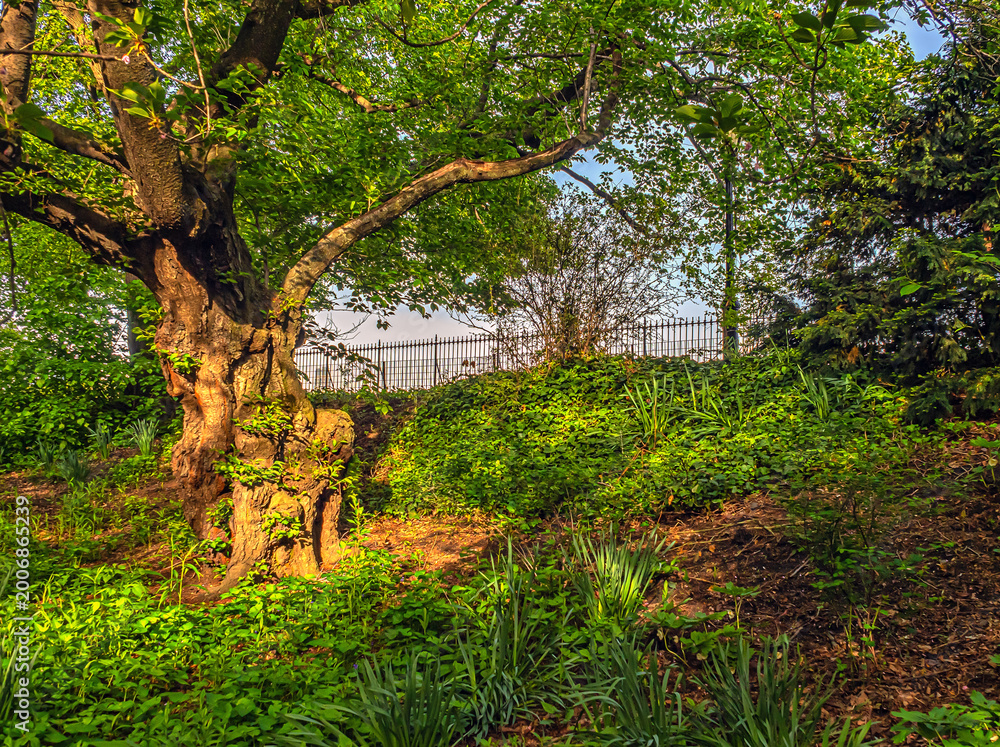 Fototapeta premium Central Park in spring, early morning