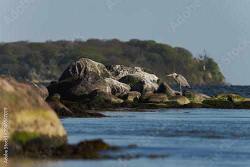 Foto Grey heron standing on mossy coastal rocks in the Baltic Sea with a forested sho