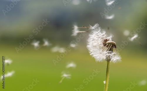 Delicate dandelion seeds blowing in spring breeze
