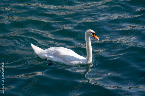 Картината върху платно Mute swan swimming on Lake Geneva, Switzerland
