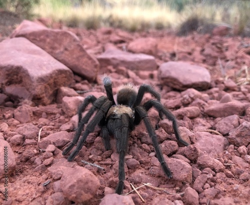 Φωτογραφία Tarantula on red rocks