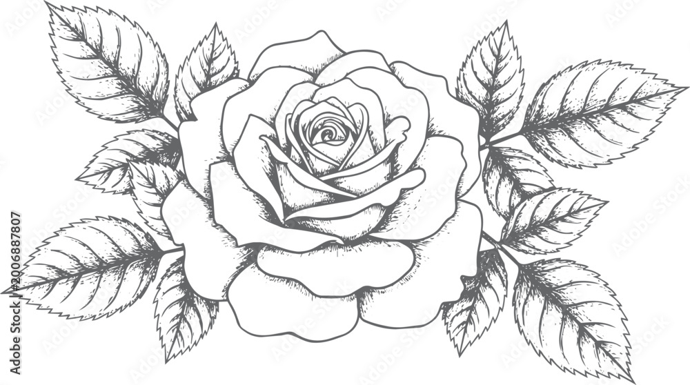 Fototapeta premium Hand-drawn rose with leaves, line flower