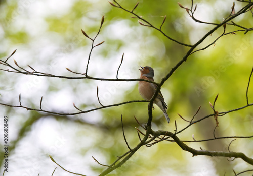 Quadro em tela A twittering chaffinch hidden among thin branches, surrounded by beautiful light