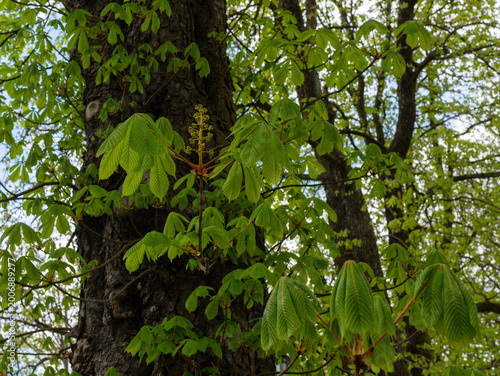 Принти на полотні Fresh horse chestnut leaves and developing flower buds grow from thick tree branches, showing spring foliage, palmate leaf texture, botanical detail and seasonal growth in a wooded park