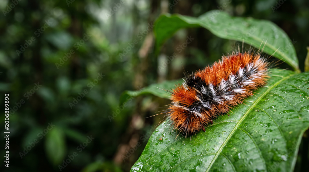 Fototapeta premium Flannel moth caterpillar macro close up on green leaf with soft hair texture